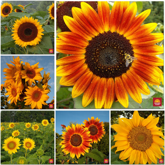 Plant Sunflowers this Spring!