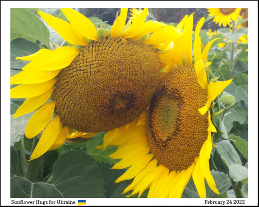 Sunflower Hugs for Ukraine